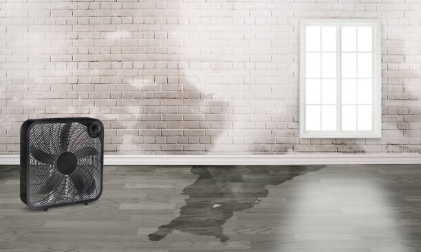 Best Fire Damage Restoration  in Belmont, MS